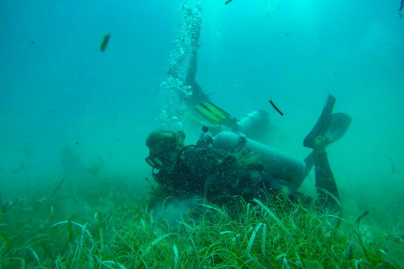 Buzos de Slow Dive recolectan pradera marina en Bayahíbe.