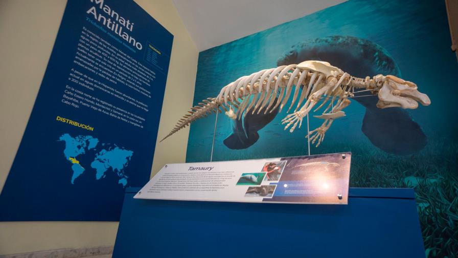 Esqueleto de Tamaury se exhibe por primera vez desde su muerte en 2007