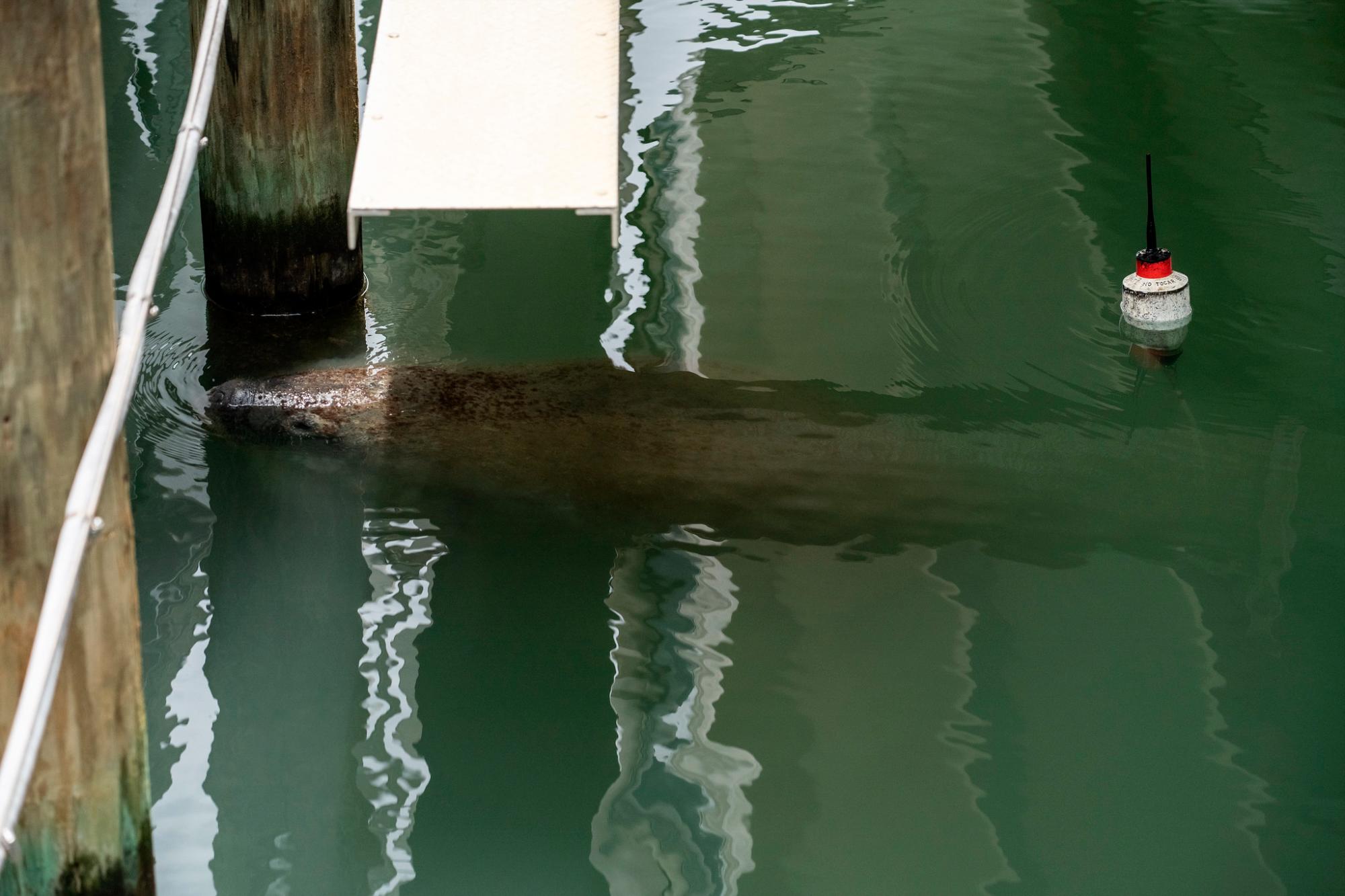 Mientras se monitorea el comportamiento de Lupita, Juana y Pepe, personal de Fundemar aprovecha para educar a los curiosos sobre la especie y cómo debe tratarse a los animales.