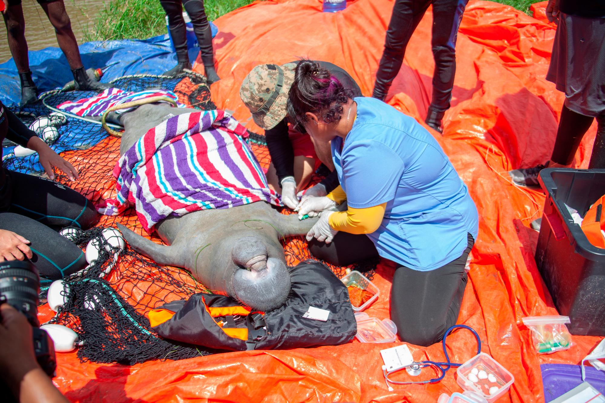 Veterinarios del Acuario Nacional mientras toman muestras de sangre. 