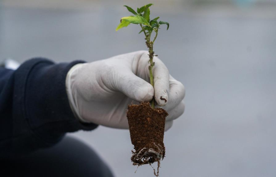 AP Explica: ¿Cuál es la diferencia entre cáñamo y marihuana?