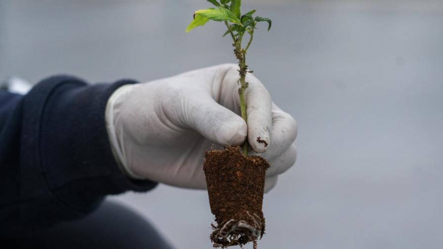 AP Explica: ¿Cuál es la diferencia entre cáñamo y marihuana?
