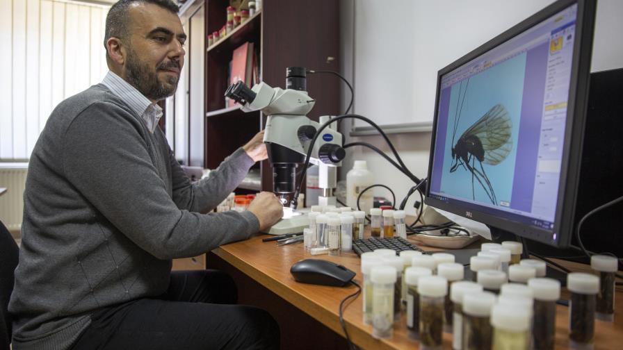 Kosovo: biólogo descubre insecto, lo llama coronavirus
