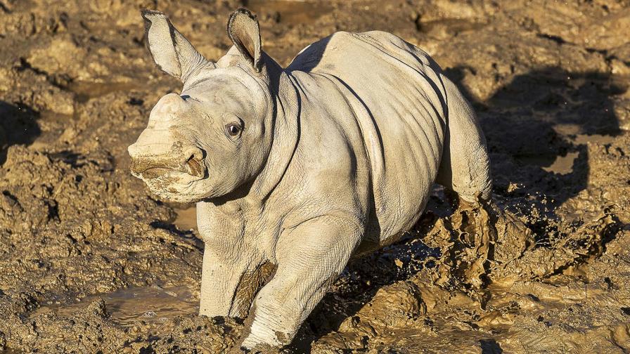 Nombran “Future” a rinoceronta blanca nacida en San Diego