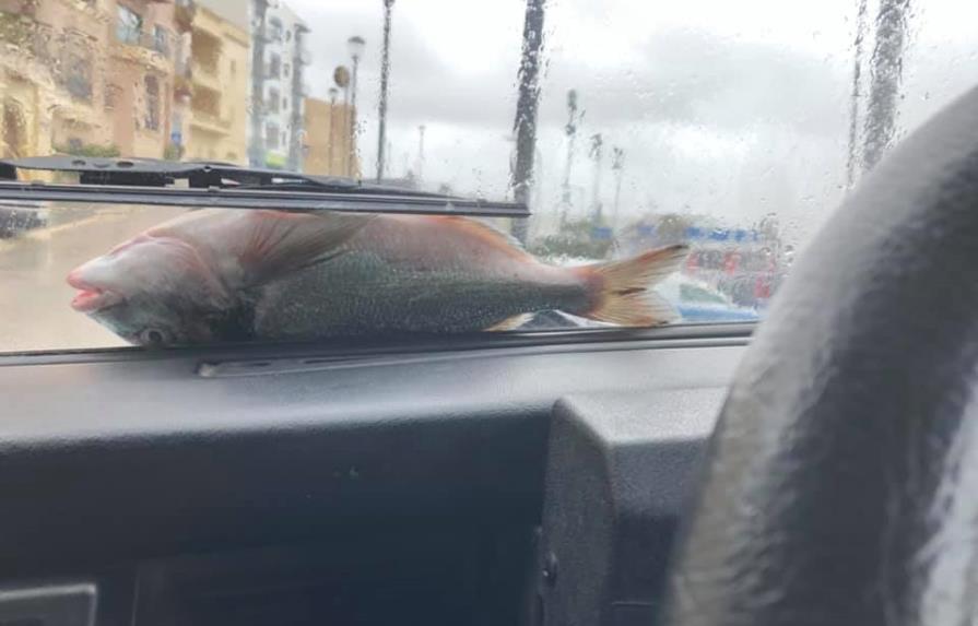 VIDEO: Tormenta provoca una lluvia de peces en Malta