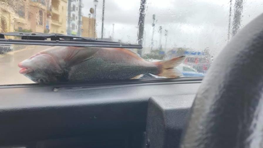 VIDEO: Tormenta provoca una lluvia de peces en Malta