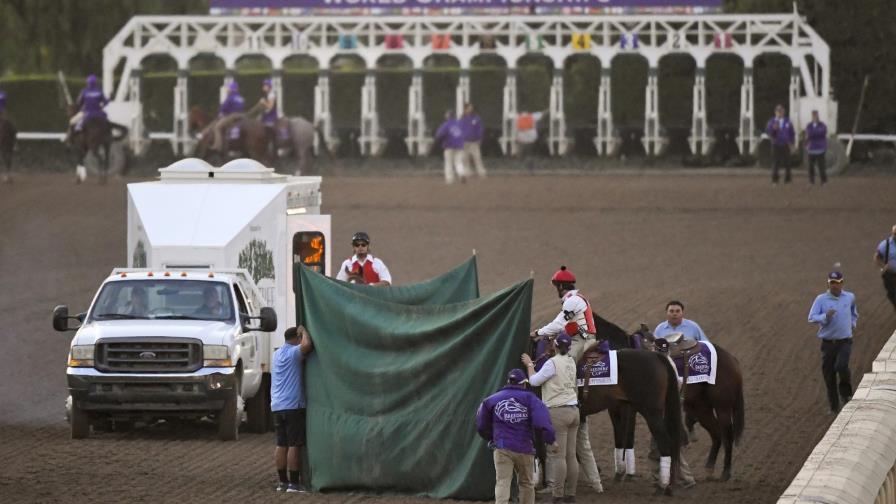 Caballo sufre lesión fatal en la Copa de Criadores Caballo sufre lesión fatal en la Copa de Criadores