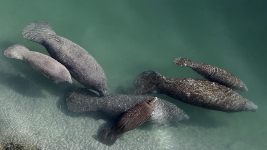 Mueren más de 1.000 manatíes en Florida en lo que va del año