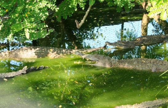 El Cabaniguán cubano, el mayor paraíso del cocodrilo acutus en América