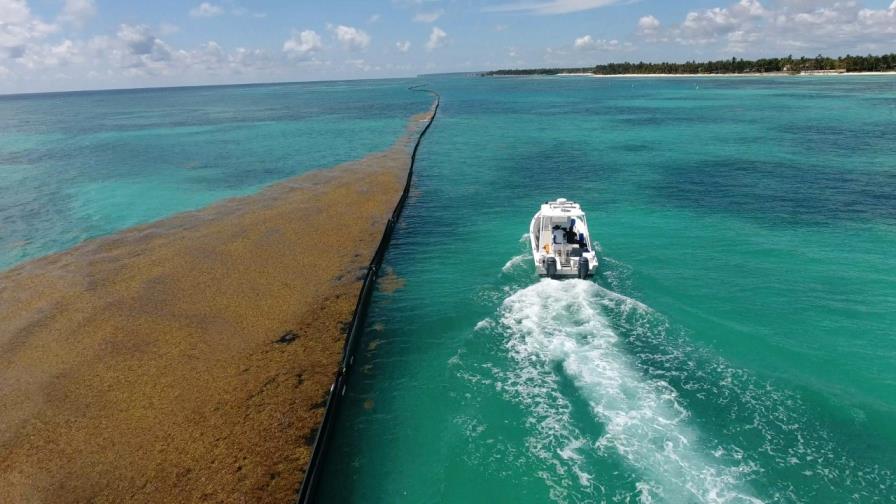 Fertilizantes, platos, hundirlo... soluciones al sargazo en el Caribe