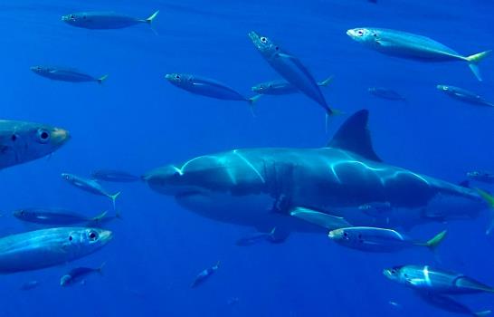 Tiburones blancos, fascinantes más allá del mito