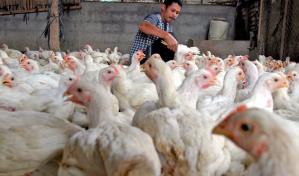 Pollos de engorde para consumo humano. Especie de vertebrados más numerosa.