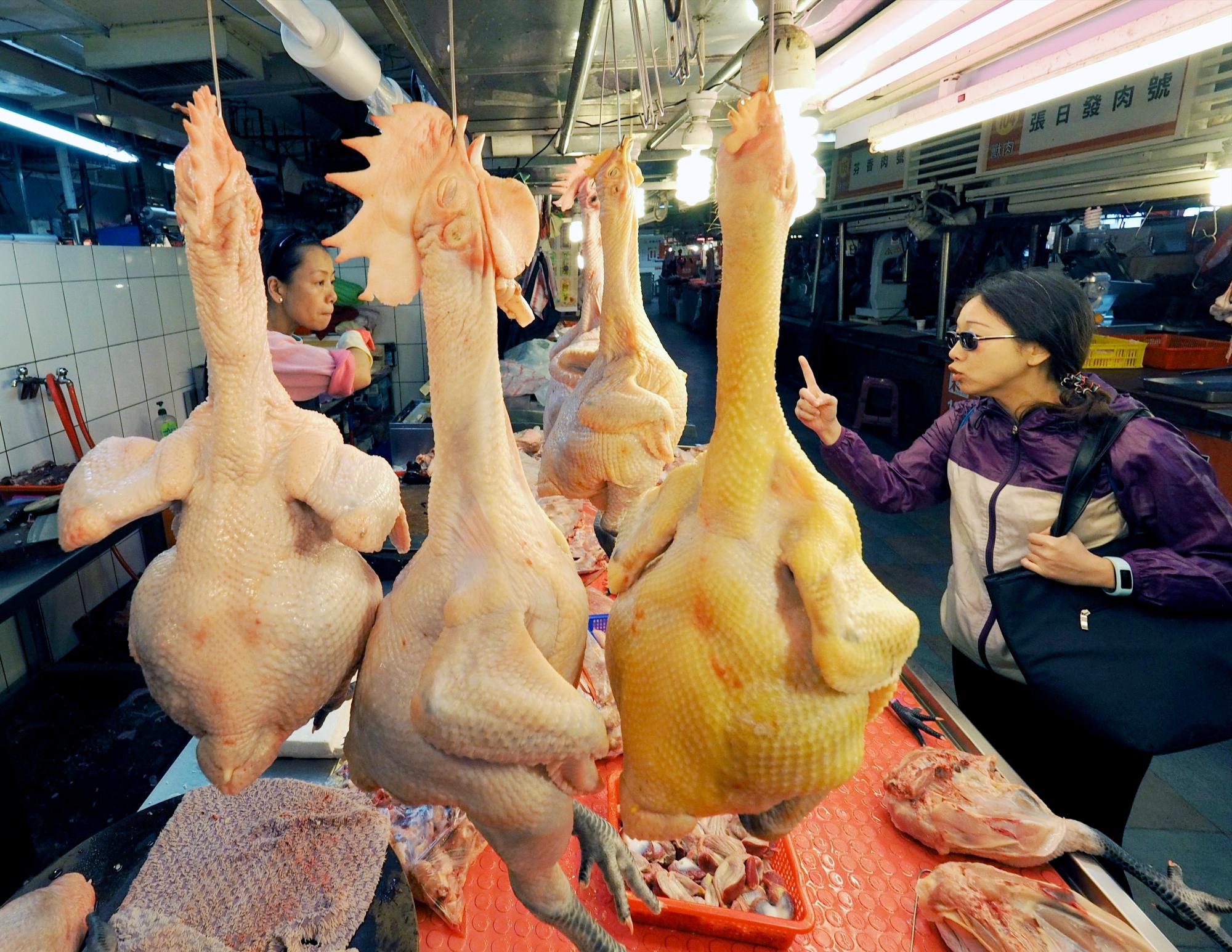 El pollo moderno difiere mucho de sus antepasados: es el doble de grande, tiene una genética y química ósea distintas, y crece y engorda mucho más rápido.