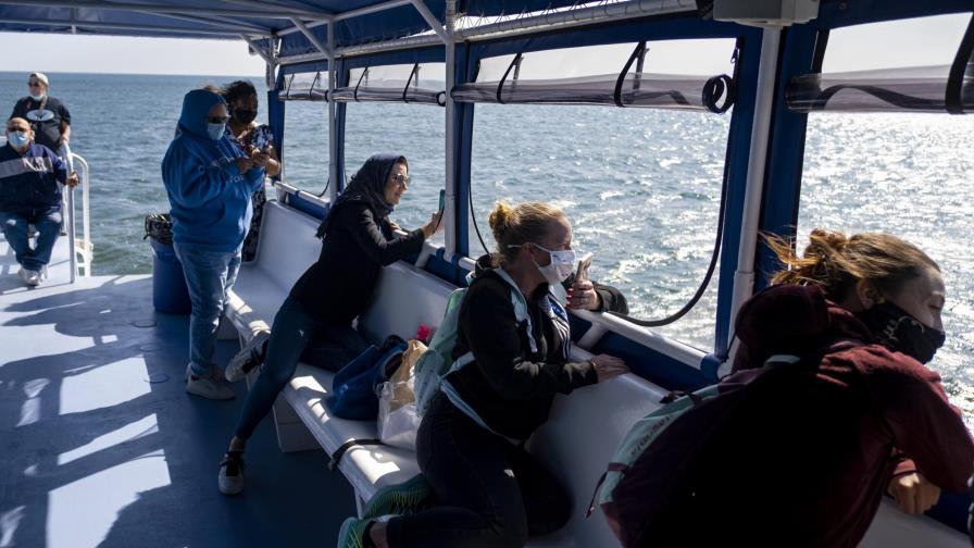 ¿Ballenas en Nueva York? Sí. Y cada vez más