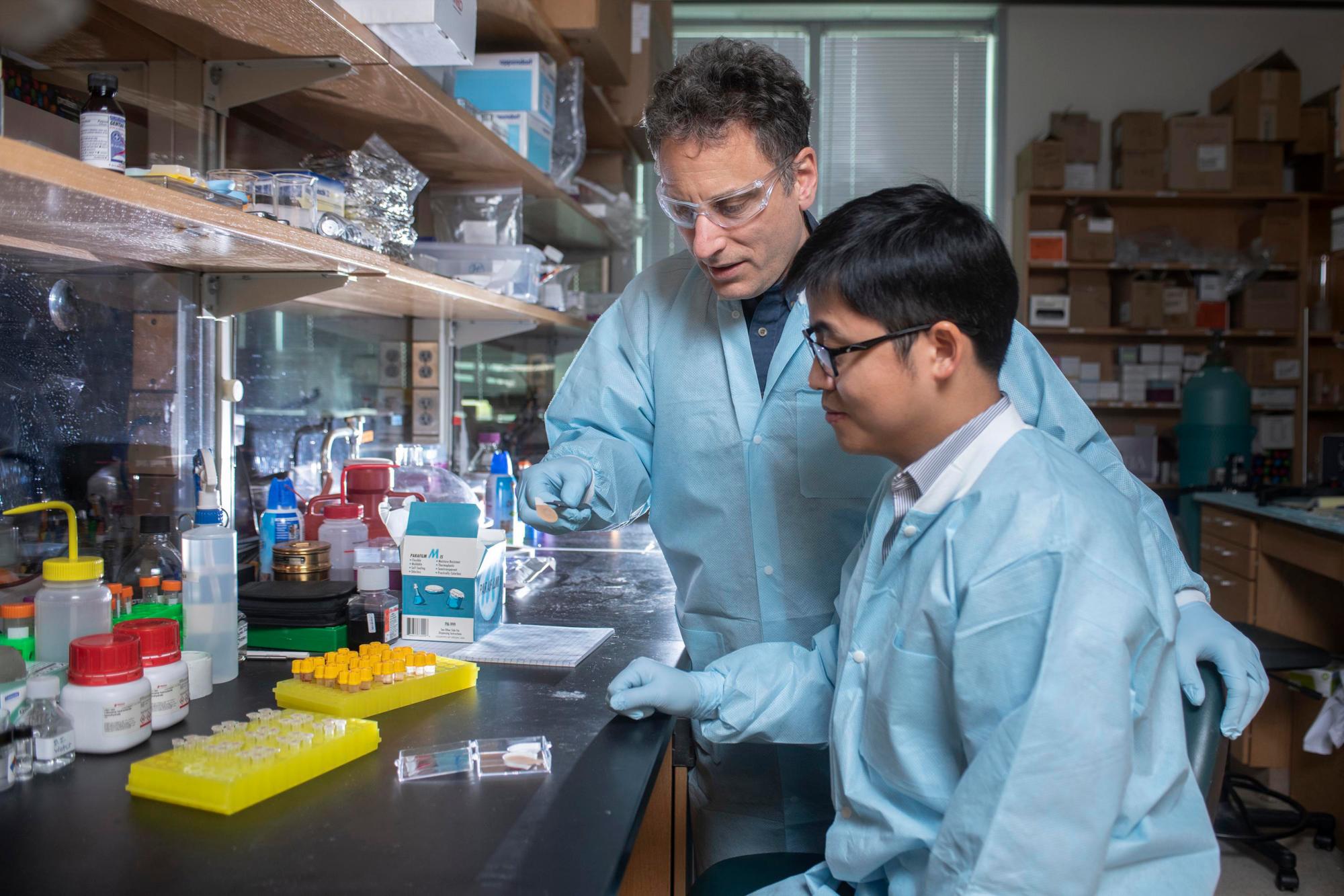 El profesor Mark Prausnitz y el investigador postdoctoral Wei Li, de Gatech, examinan un parche cutáneo anticonceptivo experimental de micro agujas.