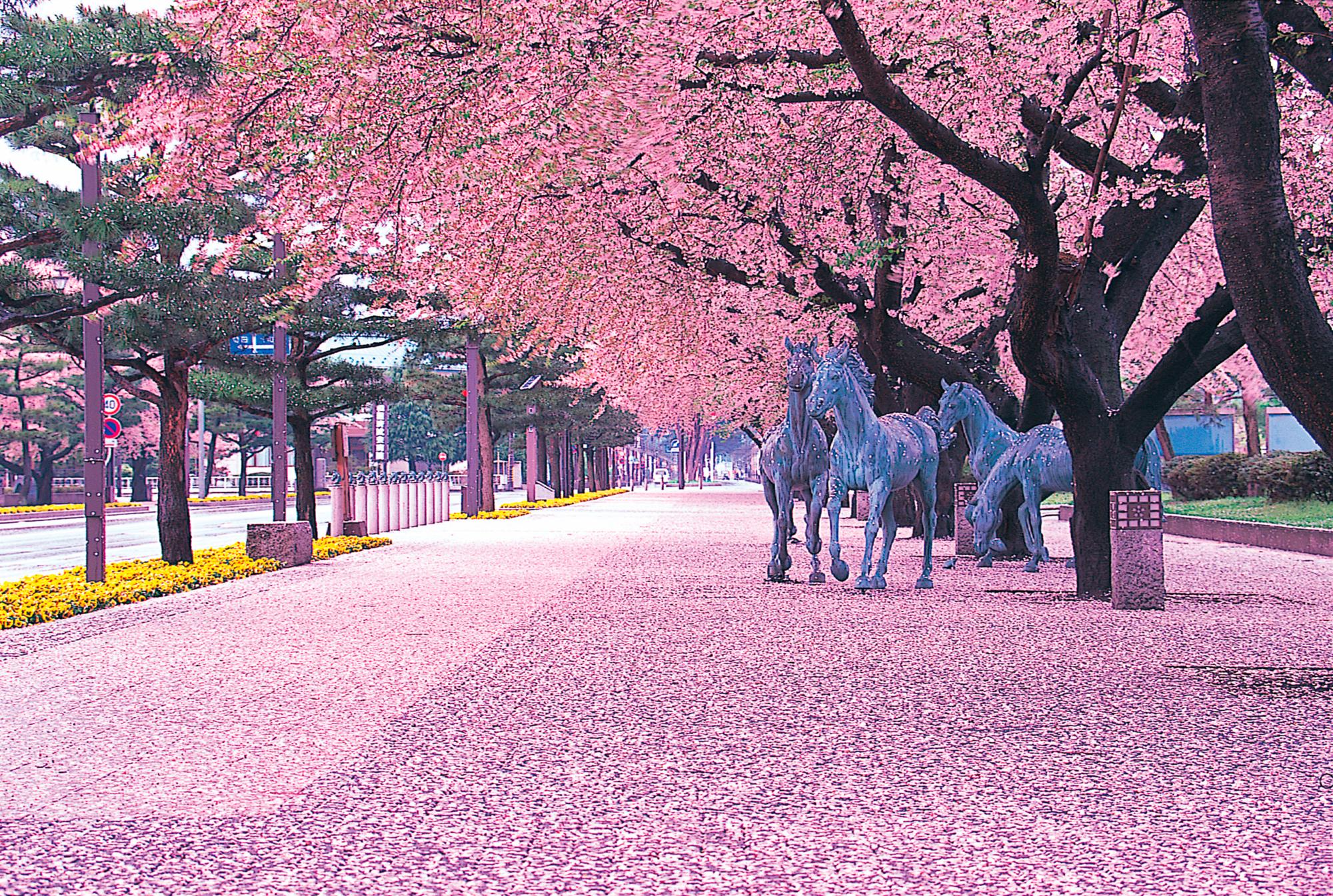 Una vista de los cerezos en flor en Kanchogai Dori en el Horse Road (paseo de los caballos), en la ciudad de Towada -Aomori Prefecture-.