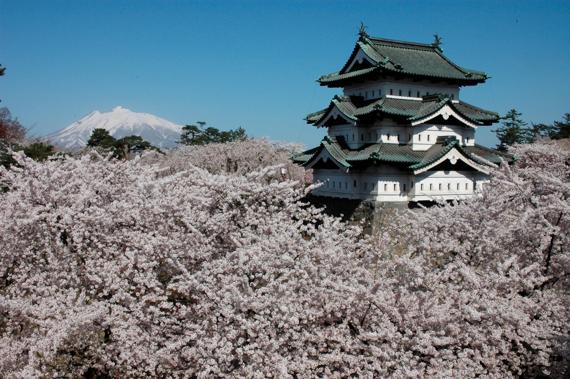 Castillo de Hirosaki con los árboles en plena floración primaveral.