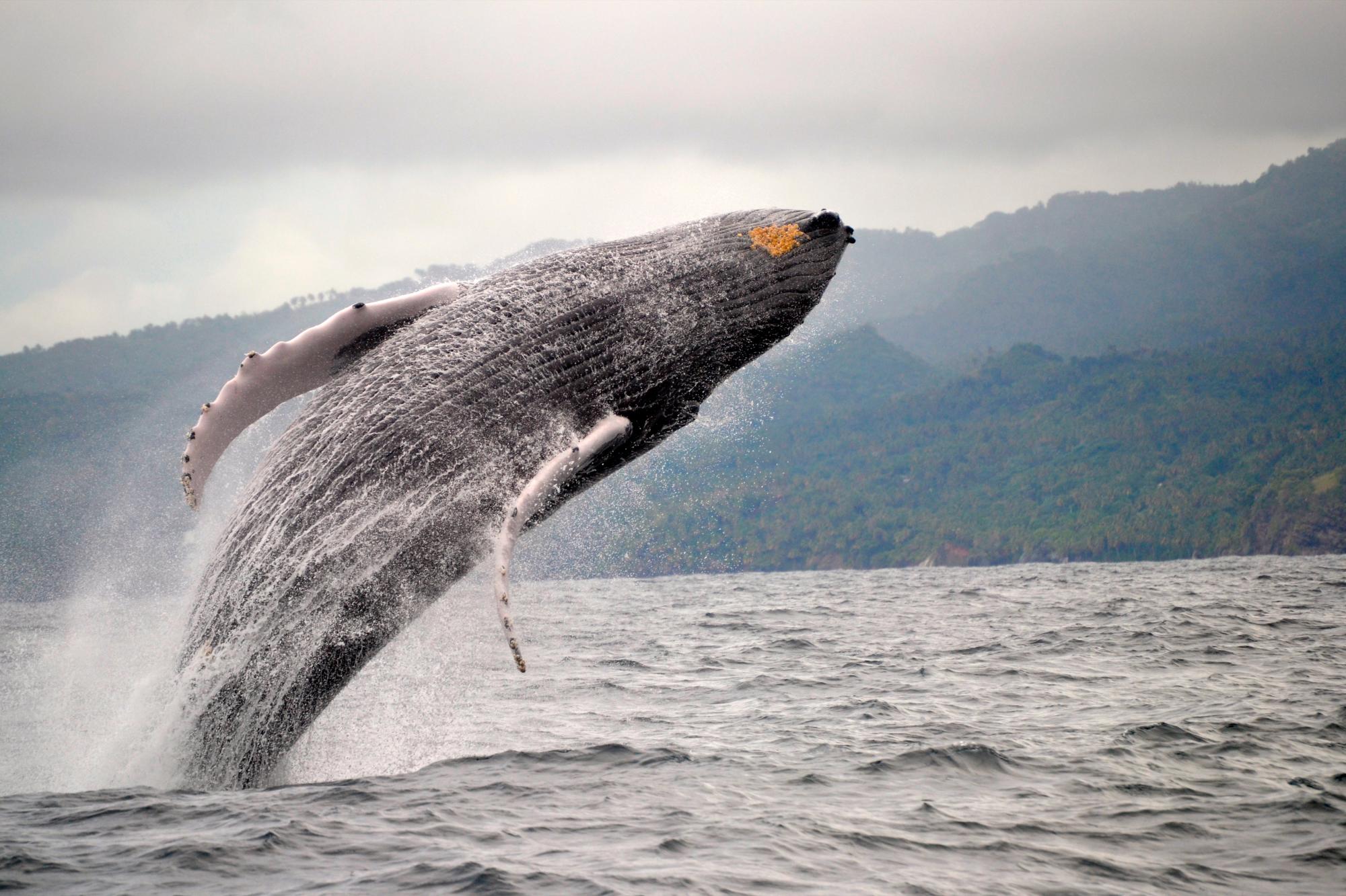 Impresionante salto de una ballena jorobada en las aguas de Samaná.
