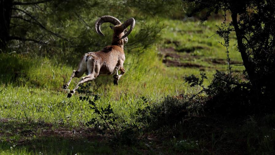Tierra de nadie que divide Chipre da paso a reserva natural
