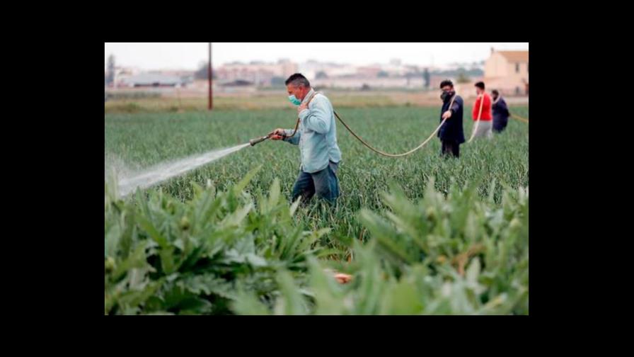 La pandemia causará hambre en partes del mundo y crisis para agricultores