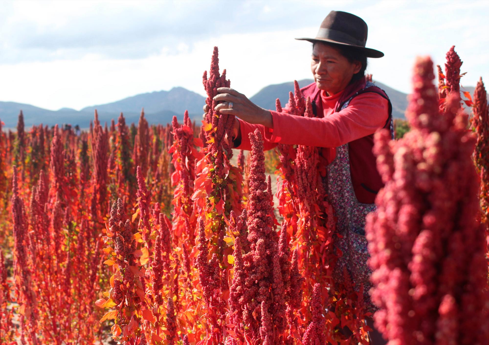 Una mujer viendo una parcela de quinua real en la localidad boliviana de Salinas de Garci Mendoza.