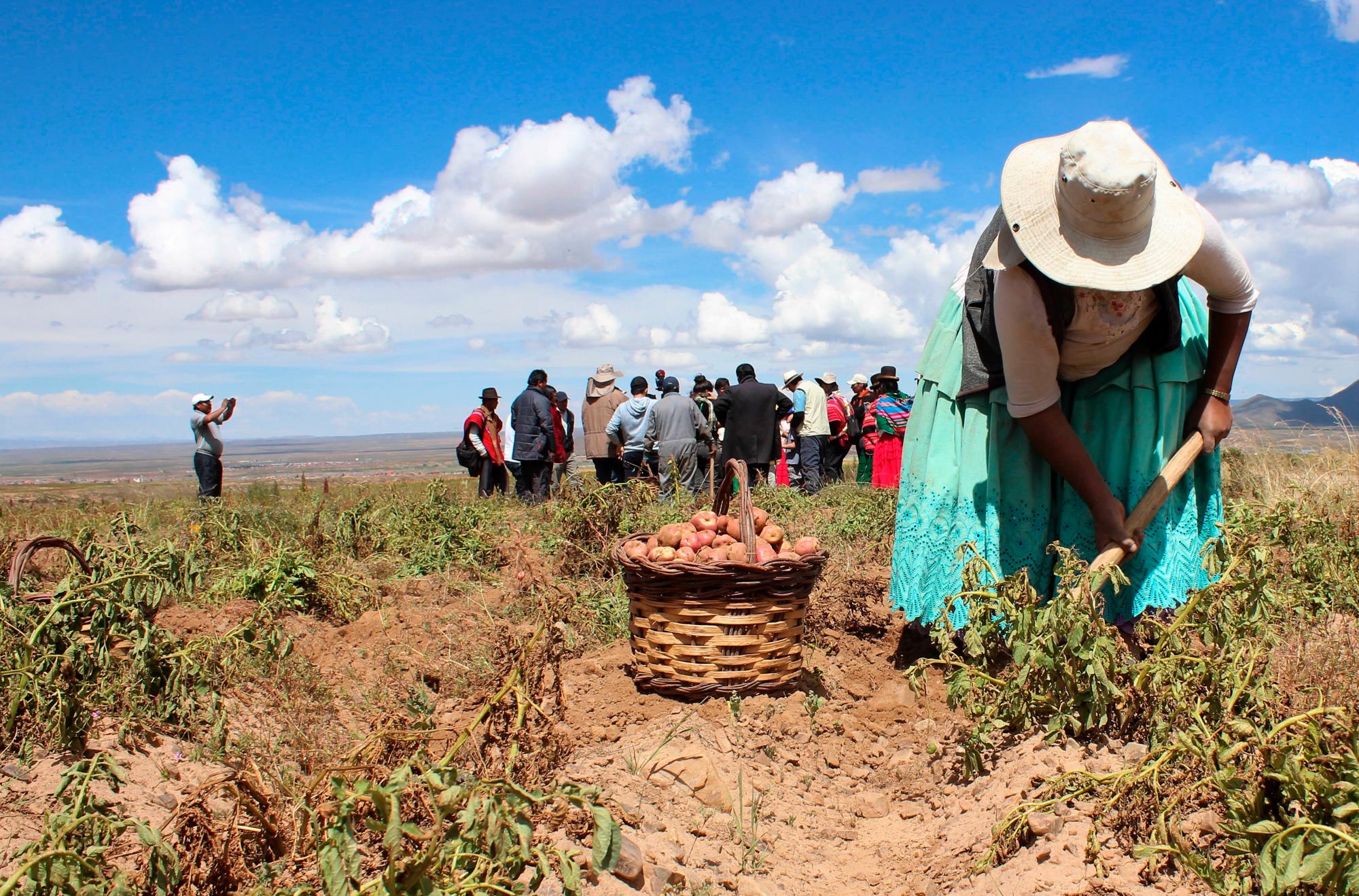 Mujer cosechando unas papas en la comunidad de Chairumani.