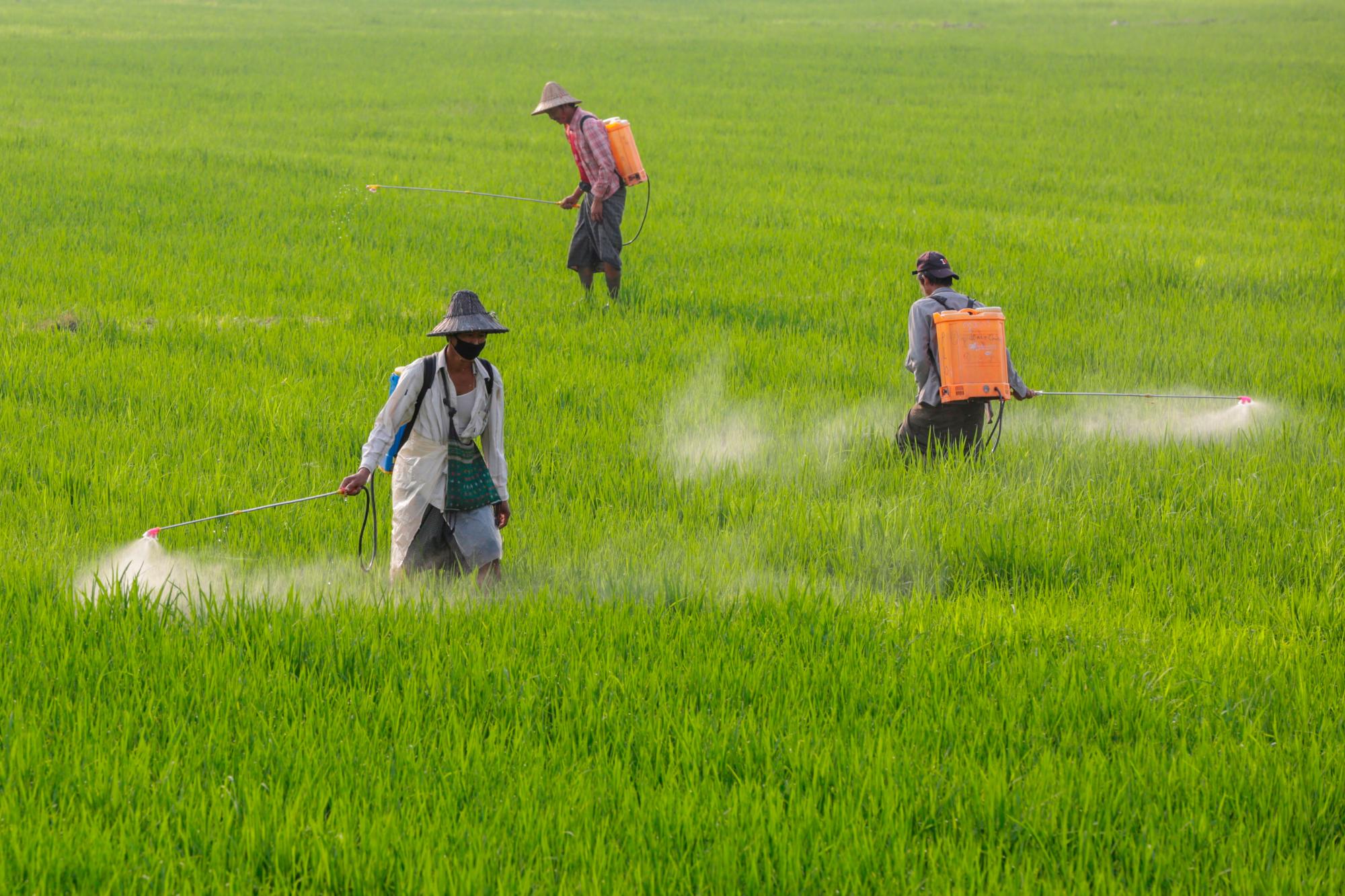 NAIPYIDÓ (BIRMANIA), 15/03/2019.- Granjeros rocían pesticidas este viernes en un campo de arroz a las afueras de Naipyidó (Birmania). 