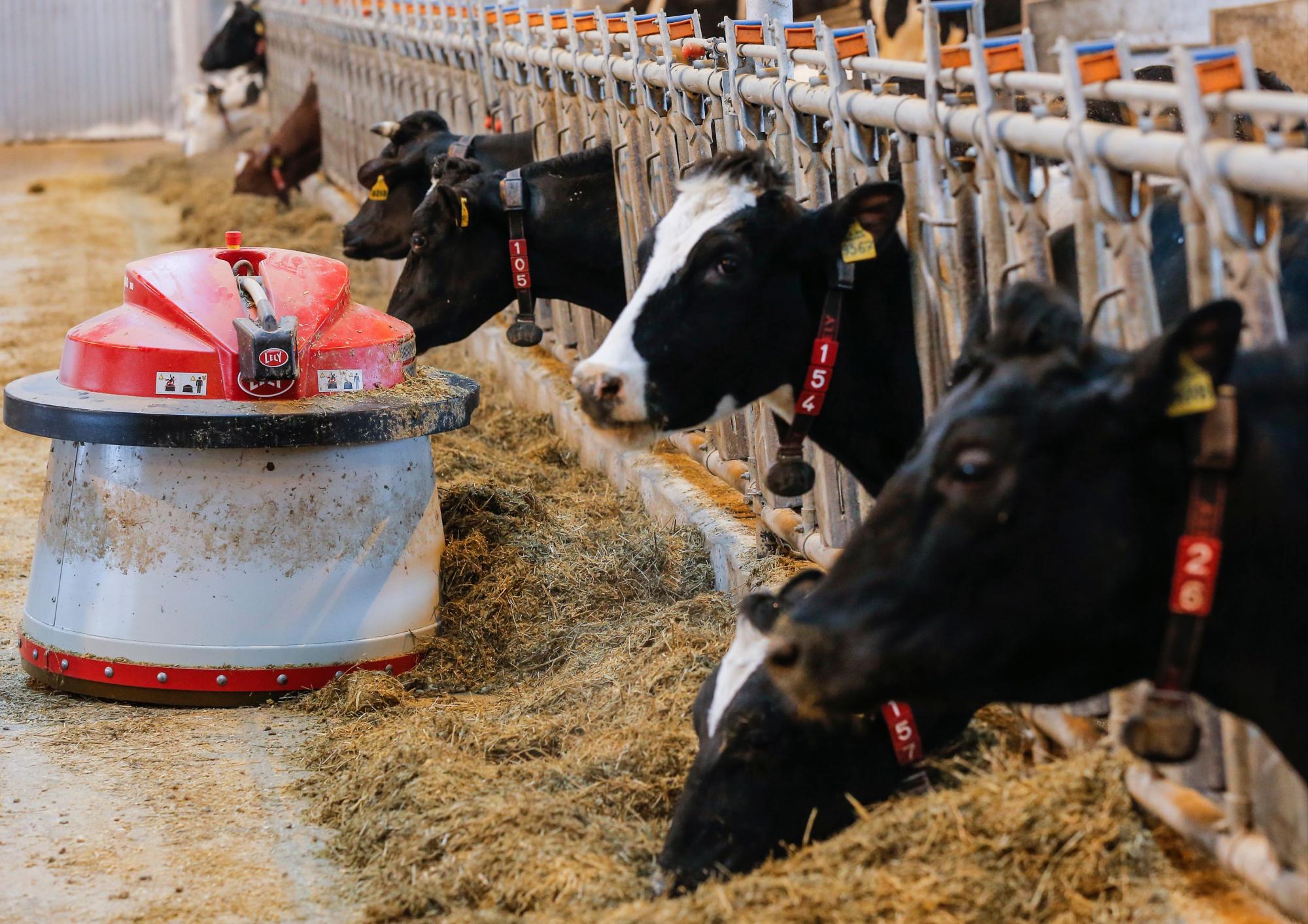 MOSCÚ (RUSIA), 08/02/2017.- Un robot alimenta a varias vacas en la Granja Estatal Lenin de Moscú, Rusia hoy 8 de febrero de 2017. En esta granja, que es una de las mejores del país y ha sido robotizada por la compañía holandesa Lely, ocho robots se encargan de alimentar a 1.050 vacas y sólo hay tres trabajadores a tiempo completo. 