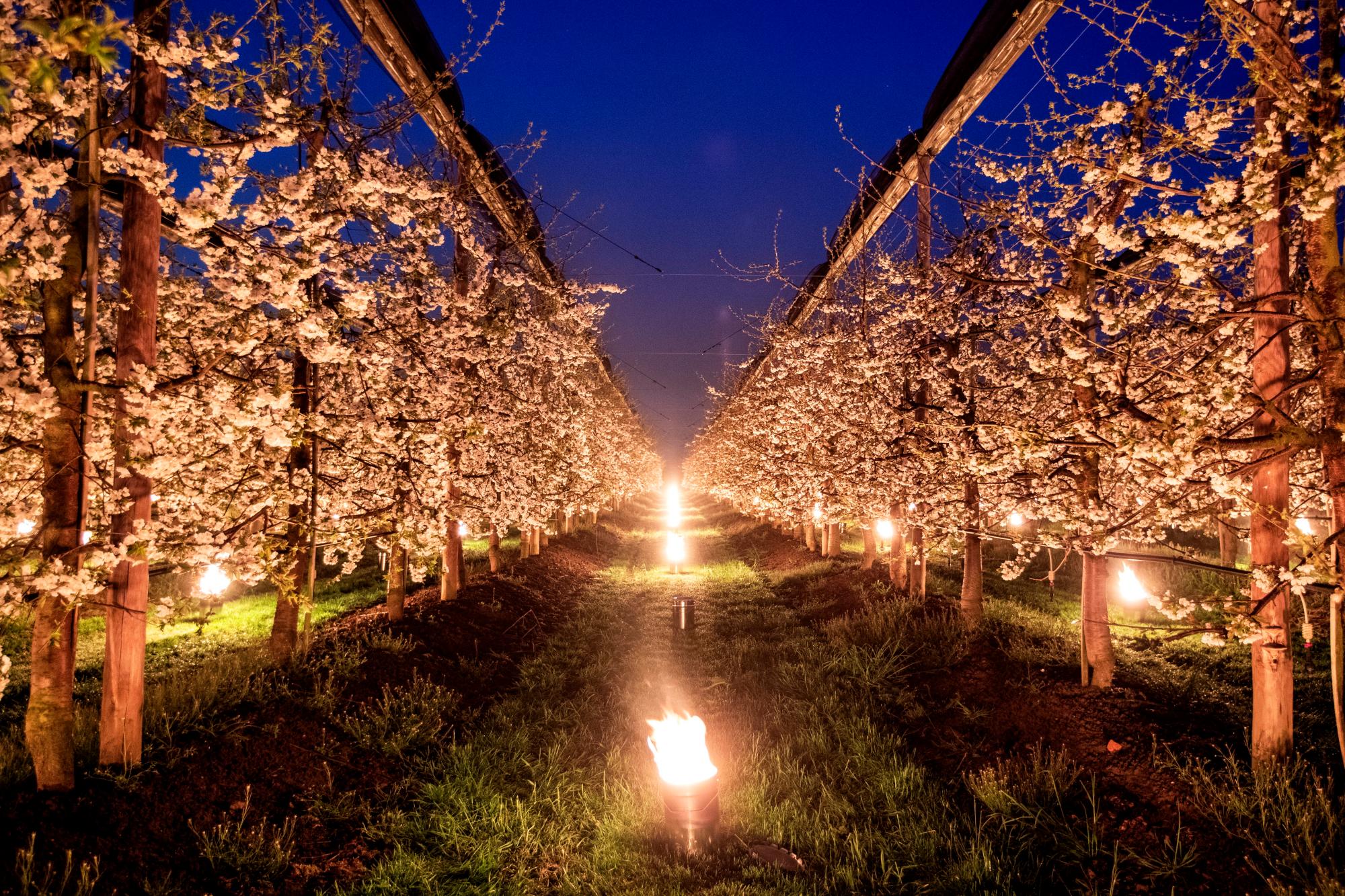 Velas antiheladas permanecen encendidas entre los cerezos de un terreno en Baar (Suiza) en la madrugada de este martes para evitar que las heladas afecten a la cosecha. 