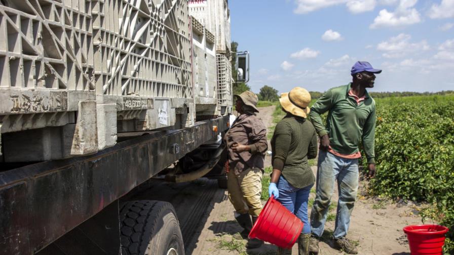 Tratan de vacunar a trabajadores agrícolas de la Florida