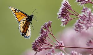 Científicos deploran disminución en población de insectos