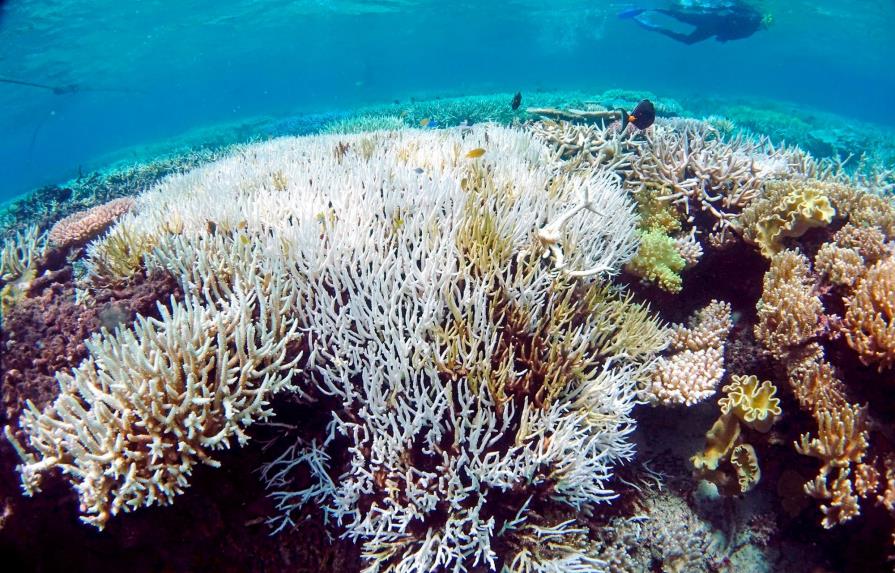 El blanqueamiento de la Gran Barrera de Coral afecta al 98% de este ecosistema