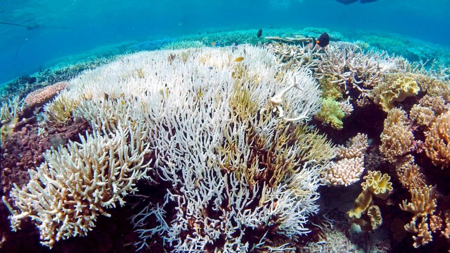 El blanqueamiento de la Gran Barrera de Coral afecta al 98% de este ecosistema