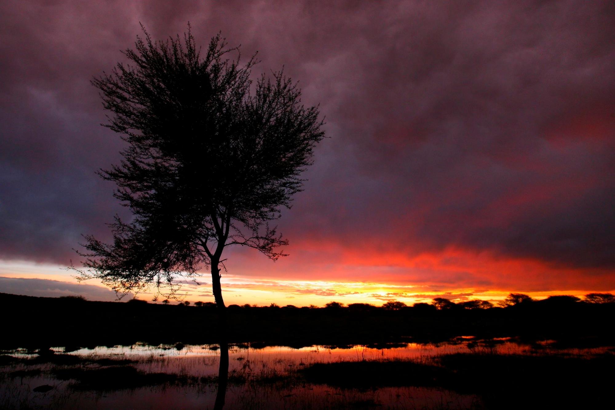 Un árbol sobre un campo de maiz inundado cerca del pueblo de Ramotswa al suroeste de Botswana.