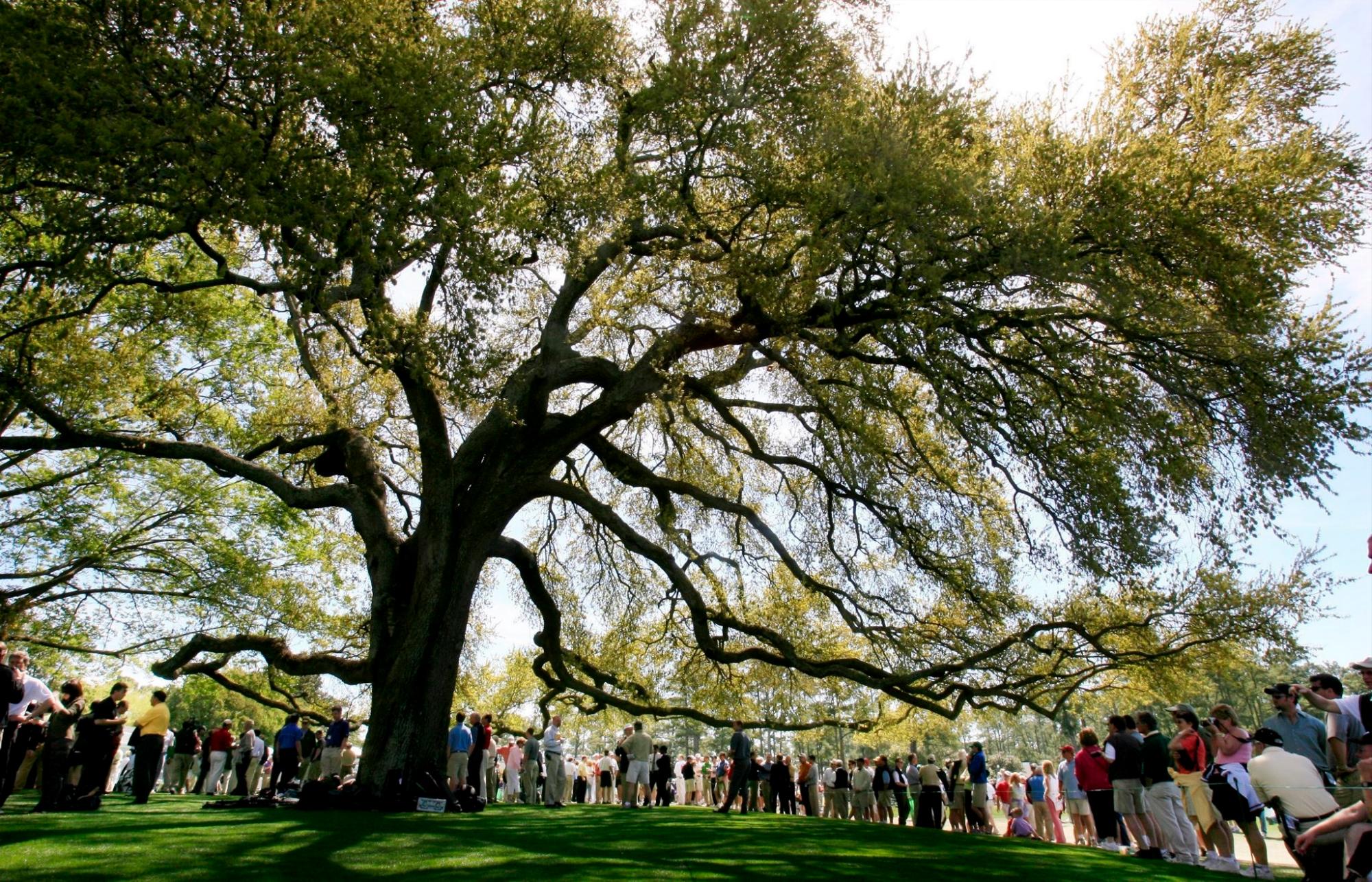 Vista de “El gran roble”, un hito en el torneo de golf del Masters de Augusta en el Club Nacional de Golf de la citada ciudad en el estado de Georgia, EEUU.