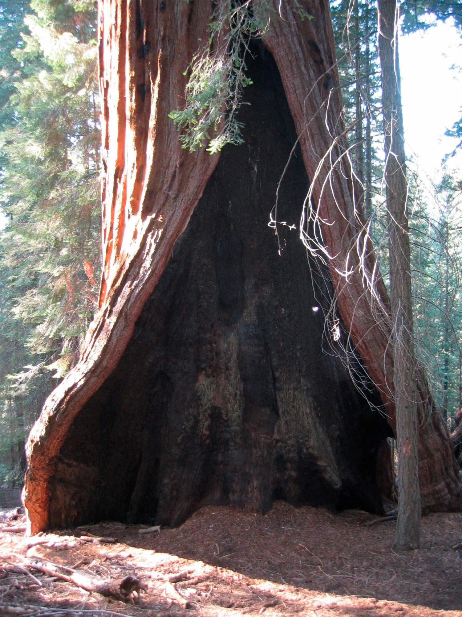 Foto de una secuoya gigante en San Francisco, EE.UU.