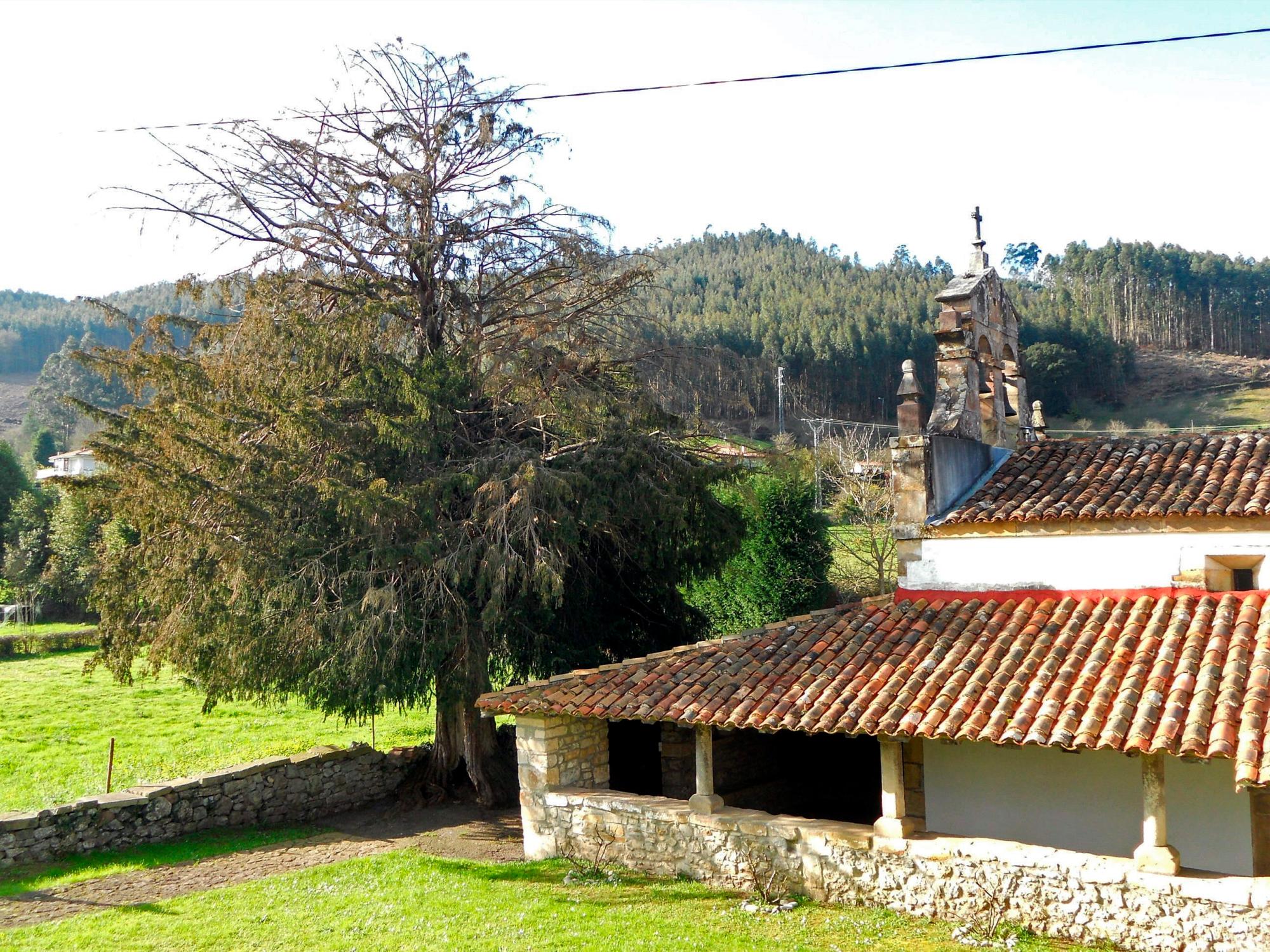 Foto facilitada por Prensa del Principado de Asturias de un viejos árbol histórico, concretamente un tejo junto a la iglesia de San Martín del Mar, en Villaviciosa.