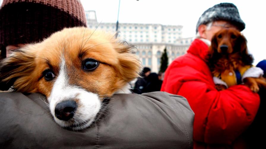 Claves para hacer del perro el mejor amigo Claves para hacer del perro el mejor amigo
