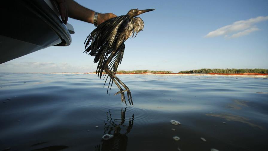 EEUU restablece protecciones a aves silvestres