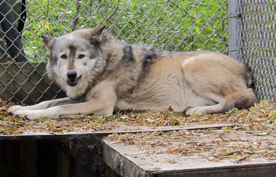 Defensores exigen detener caza de lobos en Wisconsin