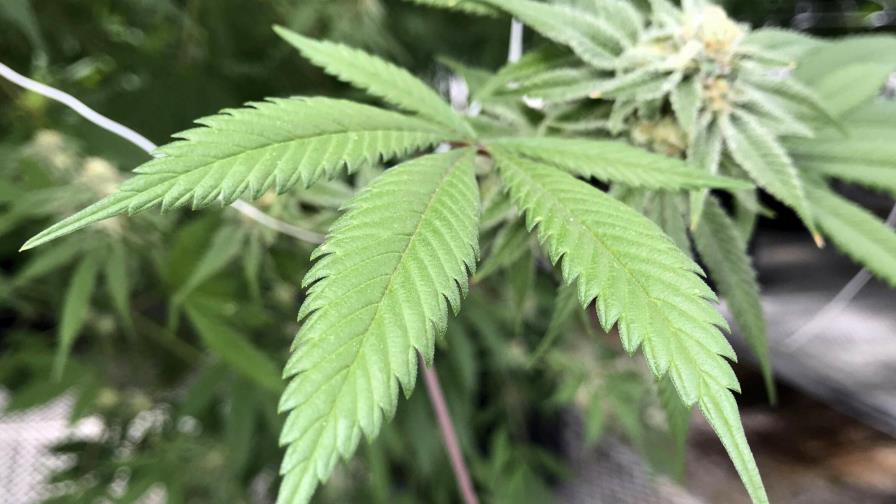 Indultarán a personas en Alabama con condenas por marihuana