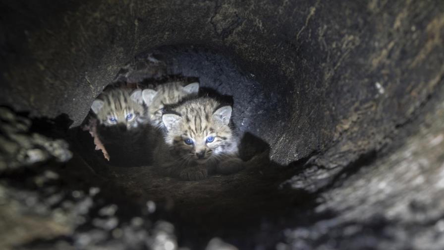 California: Encuentran linces en zona azotada por incendio