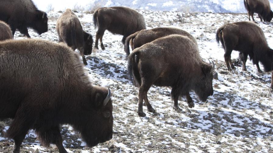 Acuerdan sacrificar entre 600 y 900 bisontes en Yellowstone
