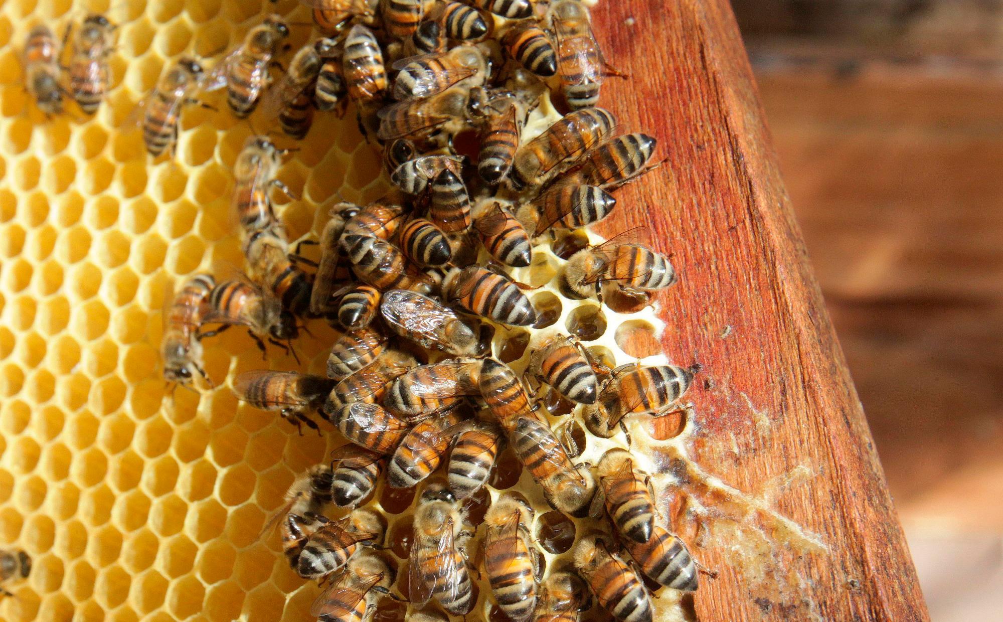 Abejas en un apiario, en el poblado de Leona Vicario, en el estado mexicano de Quintana Roo (México).