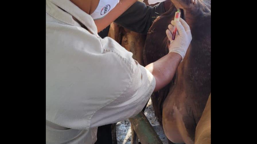 La Dirección de Sanidad Animal aplica vacuna a más de 30,500 becerras contra la brucelosis