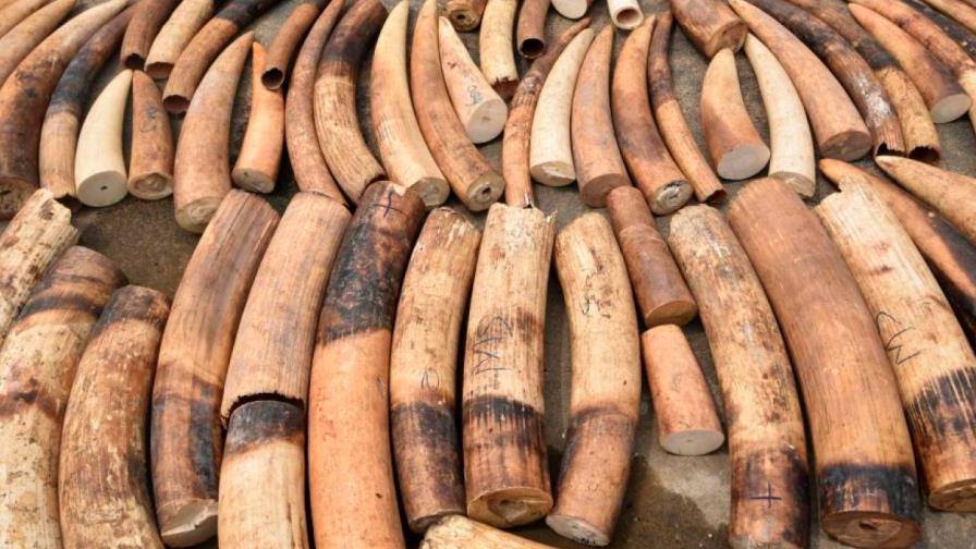 Singapur incauta cargamento récord de 20,7 toneladas de marfil y pangolín Singapur incauta cargamento récord de 20,7 toneladas de marfil y pangolín