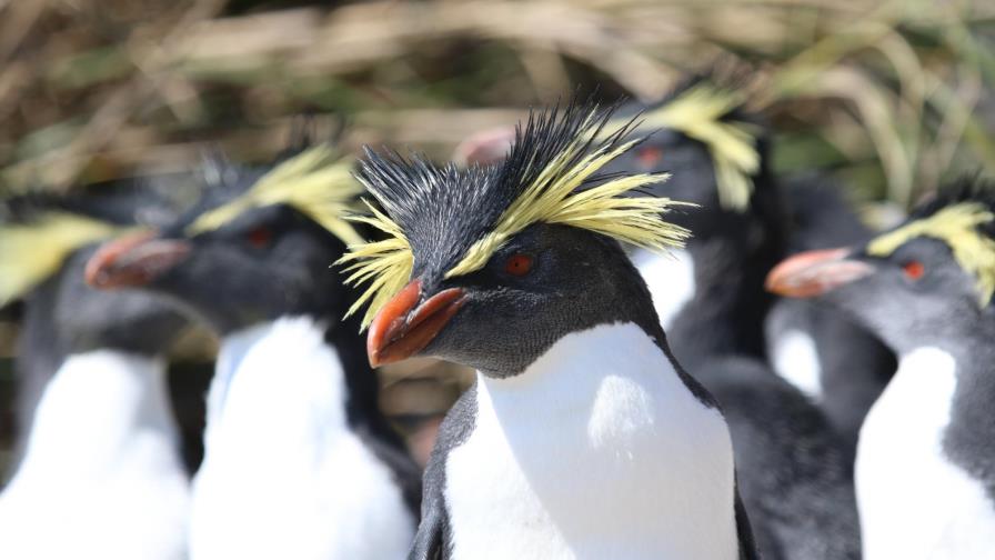 La isla más remota crea zona de protección de vida marina