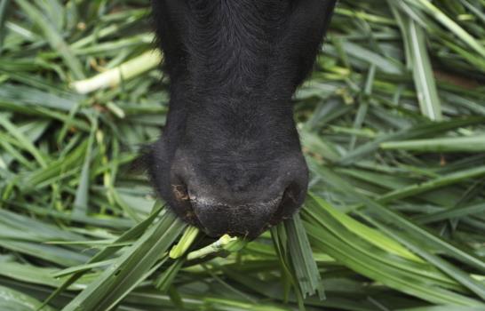 Perú: zoológico alimenta animales con su propia cosecha
