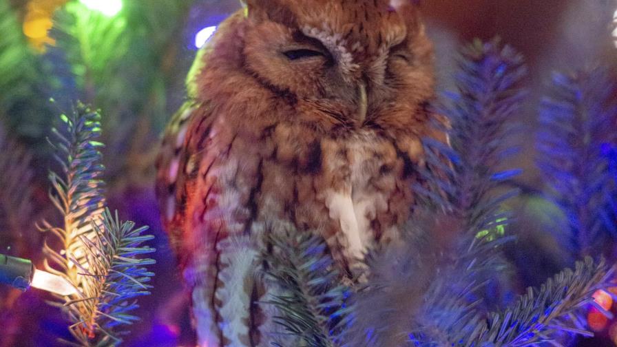 Una familia descubre un búho en su árbol de Navidad Una familia descubre un búho en su árbol de Navidad