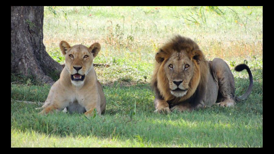 Dos leones desgarran a un hombre frente a turistas en la India Dos leones desgarran a un hombre frente a turistas en la India